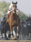 Comparing the best value odds for horse racing