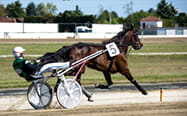 Trotting horse and rider