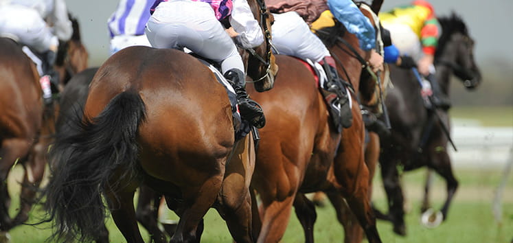 horses on racetrack