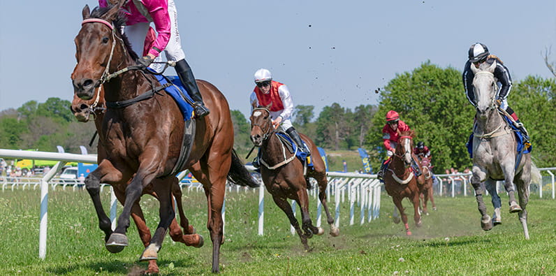 Empat kuda coklat dan seekor kuda abu-abu berlomba di lapangan rumput